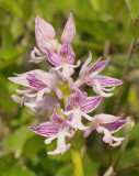 Orchis militaris. Pale and heavy striped form.
