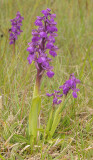 Anacamptis morio.