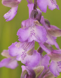 Anacamptis morio. Close-up.