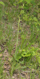 Ophrys insectifera.