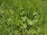 Geranium pyrenaicum.