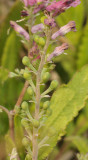 Fumaria officinalis. fruits close-up.