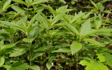 Mercurialis perennis.