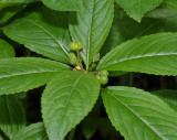 Mercurialis perennis. Female plant close-up.