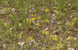 Pinguicula vulgaris. In habitat.