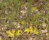 Pinguicula vulgaris.