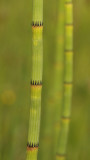 Equisetum fluviatile. Stem close-up.