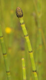 Equisetum fluviatile. Close-up.