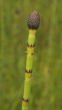 Equisetum fluviatile. Close-up.