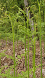 Pteridium aquilinum. Emerging frond.