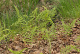 Phegopteris connectilis.