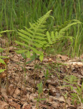 Phegopteris connectilis. closer.