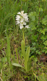 Orchis militaris. fma. alba.