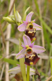 Ophrys fuciflora.