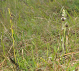 Ophrys insectifera and O. fuciflora growing side by side.