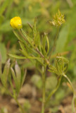 Ranunculus arvensis. Flower and fruit.