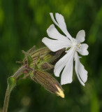 Silene latifolia supsp. alba. Close-up. Side.