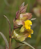 Rhinanthus minor. Close-up.