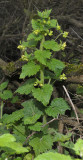 Scrophularia vernalis.