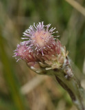 Antennaria dioica. Female flowers close-up.