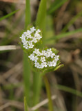 Valerianella locusta. Close-up.