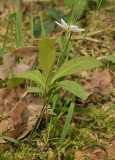 Trientalis europaea. Side.