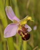 Ophrys apifera var. aurita close-up. Side