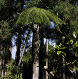 Cyathea borbonica in front of Cryptomeria.