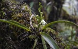 Angraecum striatum. showing striped leafs.