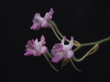 Calanthe cardioglossa. (Plant courtesy of Jac. Wubben