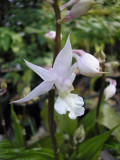 Calanthe arisanense.