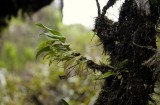 Angraecum obversifolium.