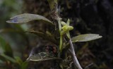 Angraecum costatum flower.