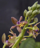 Calanthe tsoongiana