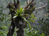 Aeranthes arachnitis