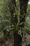 Angraecum cadetii
