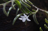 Angraecum pectinatum in the the botanical garden.(2)