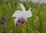 Arundina graminifolia.