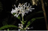 Chassalia corallioides