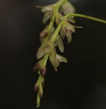 Bulbophyllum sp.