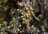 Bulbophyllum nutans.
