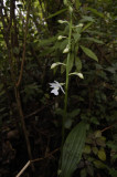 Calanthe sylvatica