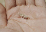 Crab.