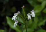 Cynorkis fastigiata.
