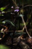 Disperis cordata. Whole plant.