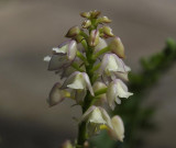 Polystachya concreta