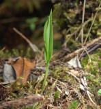 Terrestrial orchid # 1 Coll de Bellevue.