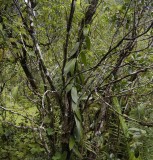 Vanilla planifolia 