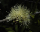 Syzygium jambos