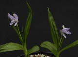 Bletilla striata 'Murasaki Shikibu'. This is the blue form of the well known hardy orchid